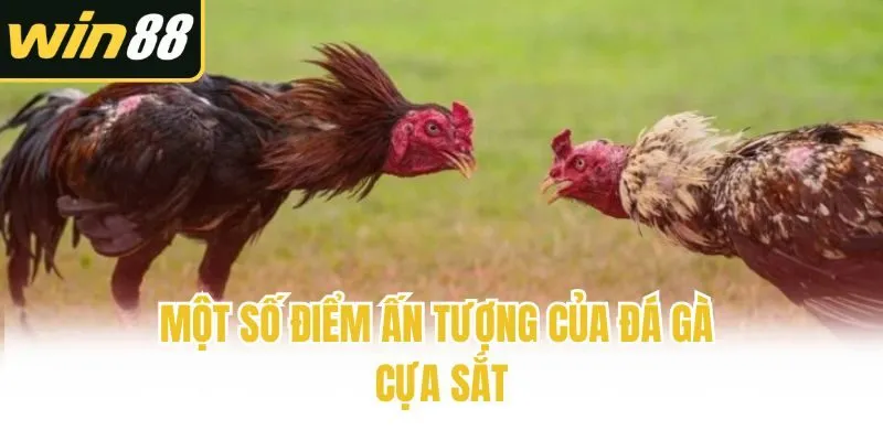 Một số điểm ấn tượng của đá gà cựa sắt