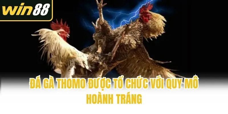 Đá gà Thomo được tổ chức với quy mô hoành tráng