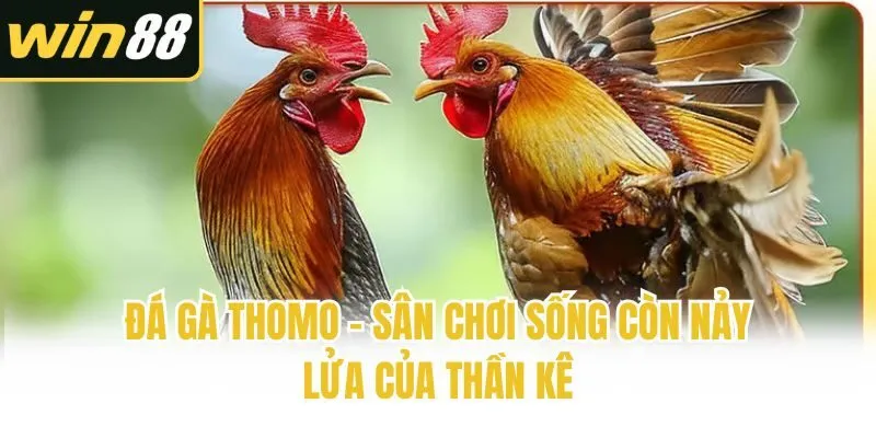 Đá Gà Thomo - Sân Chơi Sống Còn Nảy Lửa Của Thần Kê