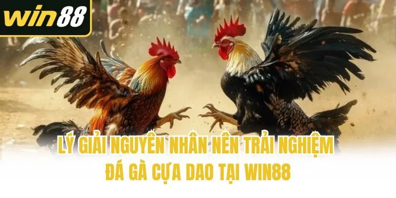 Lý giải nguyên nhân nên trải nghiệm đá gà cựa dao tại Win88