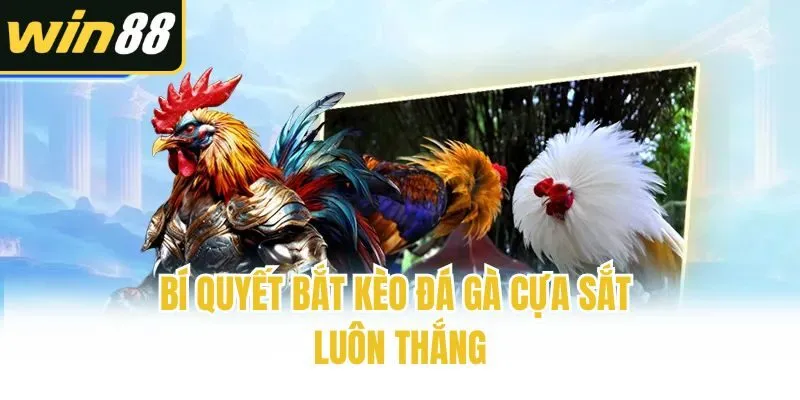Bí quyết bắt kèo đá gà cựa sắt luôn thắng