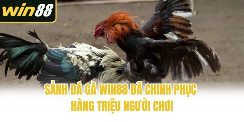 Sảnh đá gà Win88 đã chinh phục hàng triệu người chơi